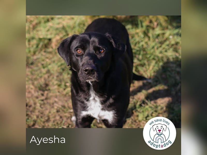 Ayesha: Freundliche Fellnase