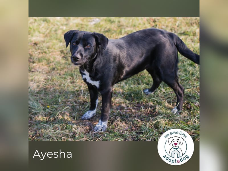 Ayesha: Freundliche Fellnase