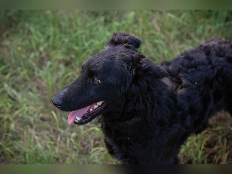 Chip 2277422: Sucht ein Zuhause