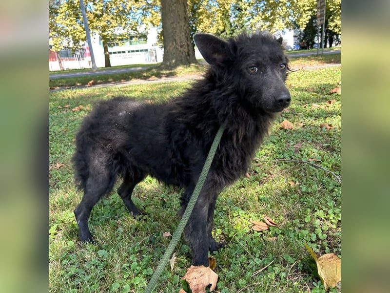 Priska: Für Menschen mit Herz und Hundeverstand