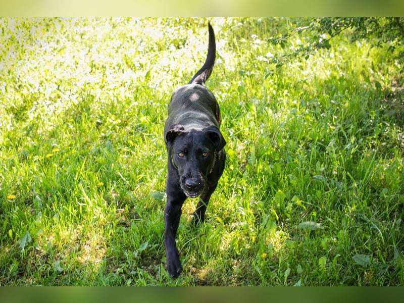 Rabea: sucht ein Zuhause