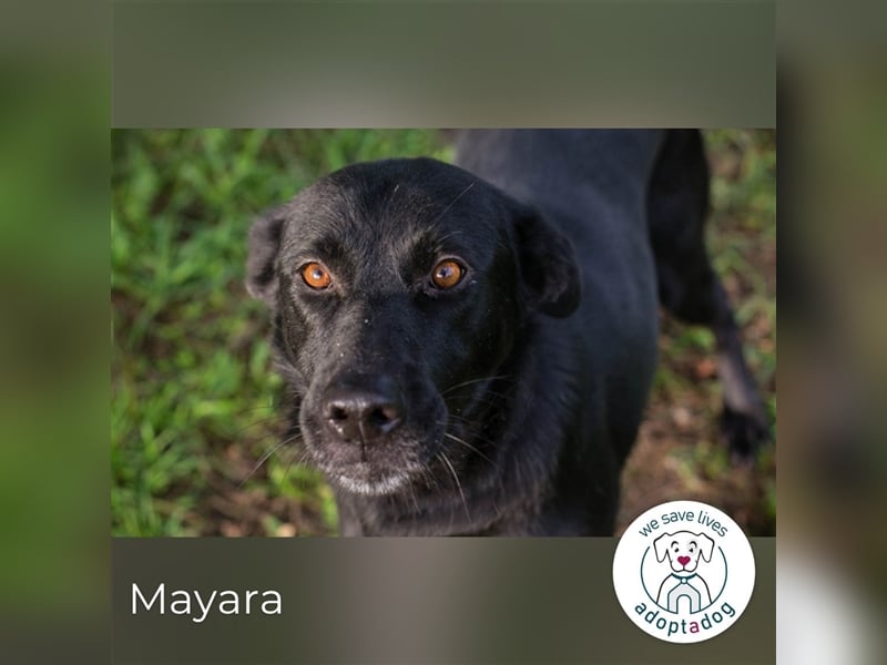 Mayara: sucht ein Zuhause