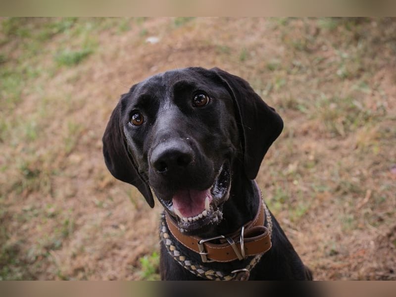 Chip 2378188: Junghund sucht ein Zuhause