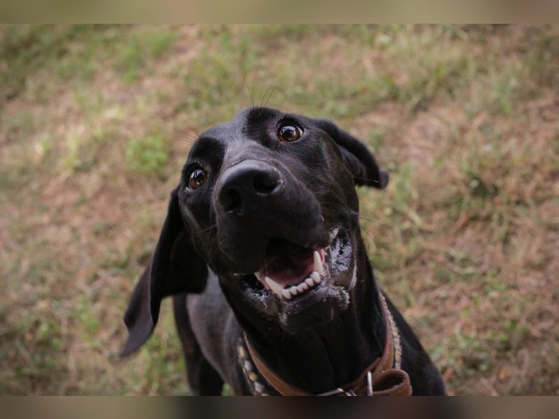 Chip 2378188: Junghund sucht ein Zuhause