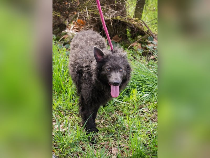 Priska: Für Menschen mit Herz und Hundeverstand