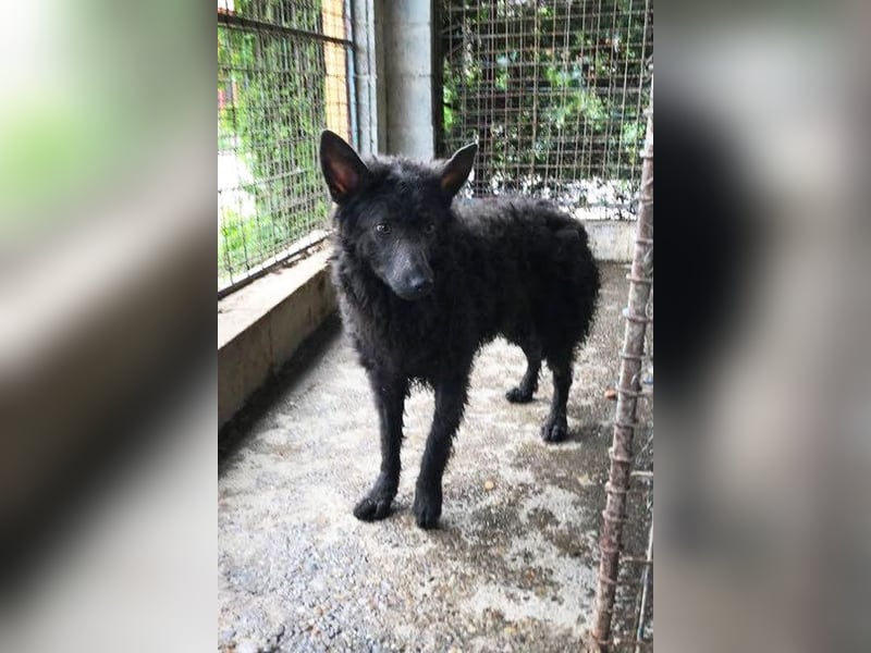 Priska: Für Menschen mit Herz und Hundeverstand