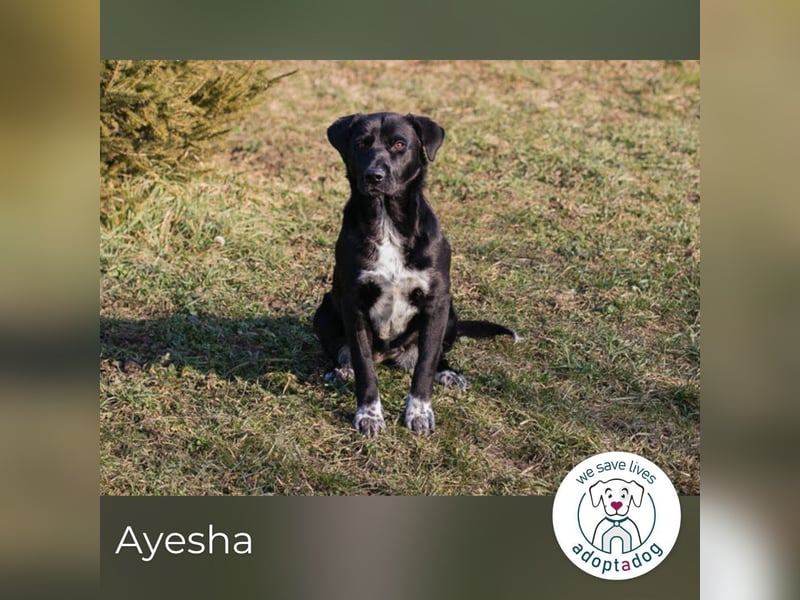Ayesha: Freundliche Fellnase