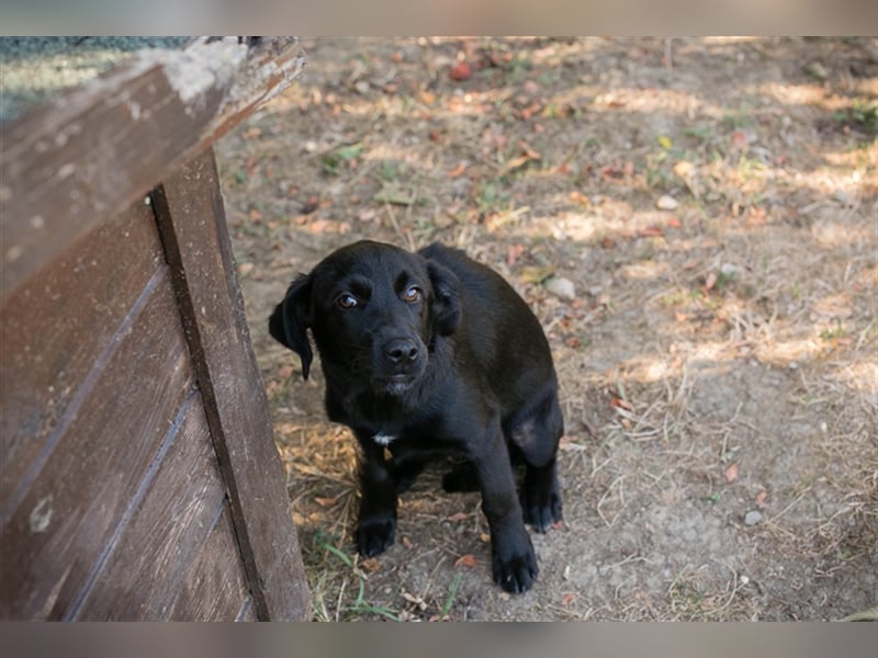 Chip 212614: Hundekind sucht ein Zuhause