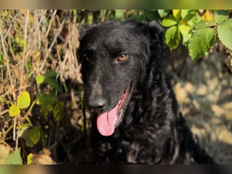 Chip 2277422: Sucht ein Zuhause