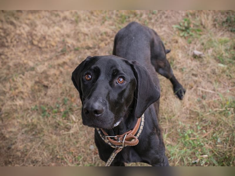 Chip 2378188: Junghund sucht ein Zuhause