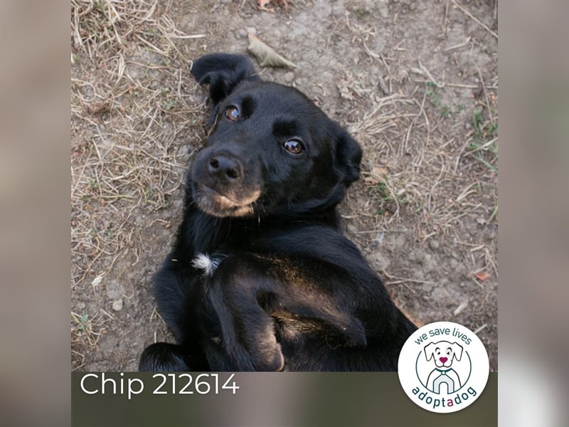 Chip 212614: Hundekind sucht ein Zuhause