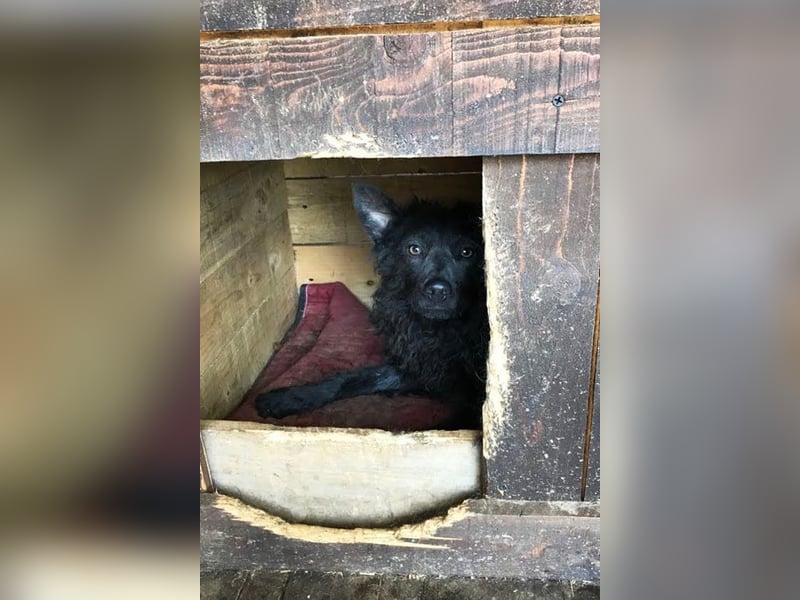 Priska: Für Menschen mit Herz und Hundeverstand