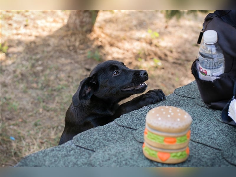 Chip 212614: Hundekind sucht ein Zuhause