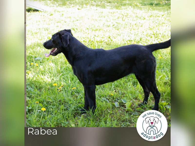 Rabea: sucht ein Zuhause