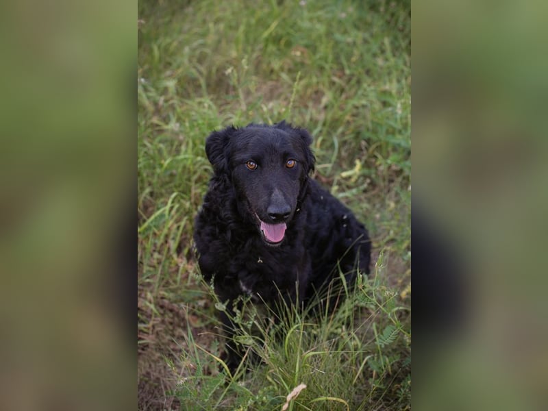 Chip 2277422: Sucht ein Zuhause