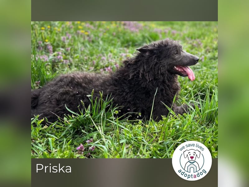 Priska: Für Menschen mit Herz und Hundeverstand