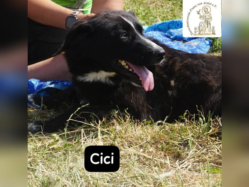 Cici – Vier Pfoten, null Bremse – und dein Herz im Visier!
