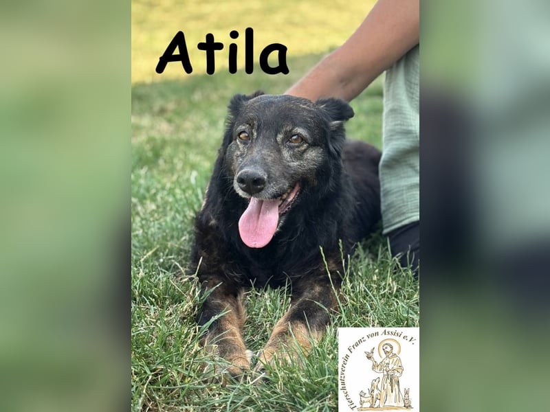 Atila – Eine entspannte und rüstige Rentnerin!