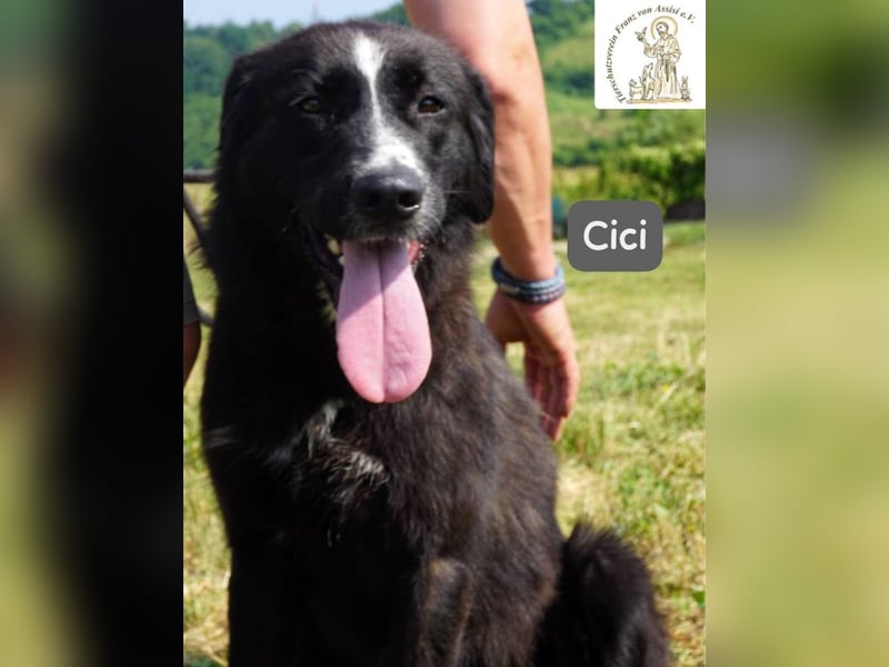Cici – Vier Pfoten, null Bremse – und dein Herz im Visier!