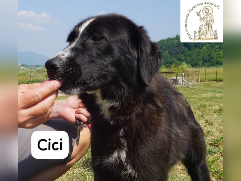 Cici – Vier Pfoten, null Bremse – und dein Herz im Visier!
