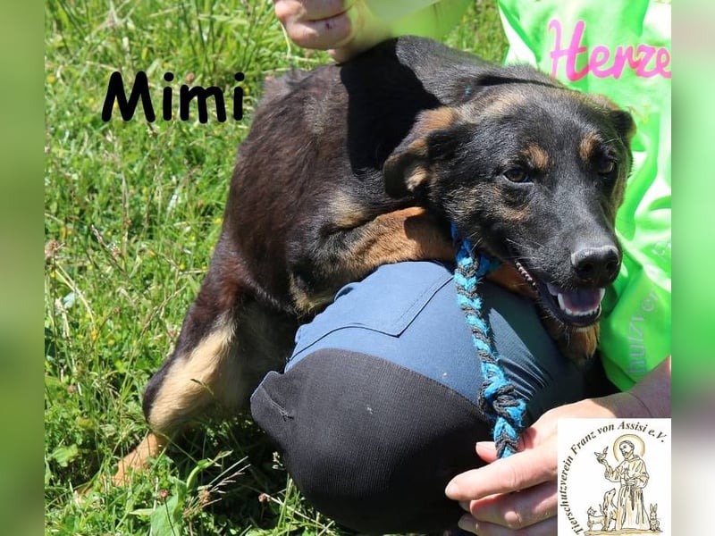 Mimi – Kleiner Wirbelwind auf vier Pfoten!