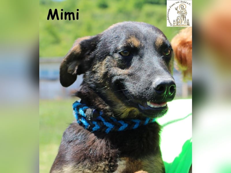 Mimi – Kleiner Wirbelwind auf vier Pfoten!