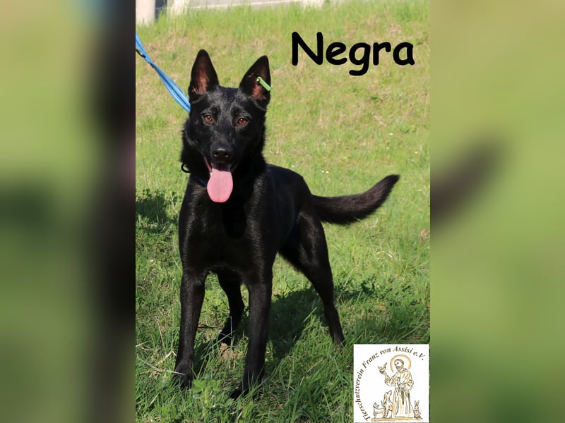 Negra – lernwillige, junge Schönheit