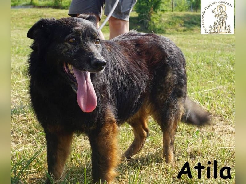 Atila – Eine entspannte und rüstige Rentnerin!