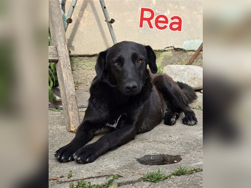 ❤️ Rea
