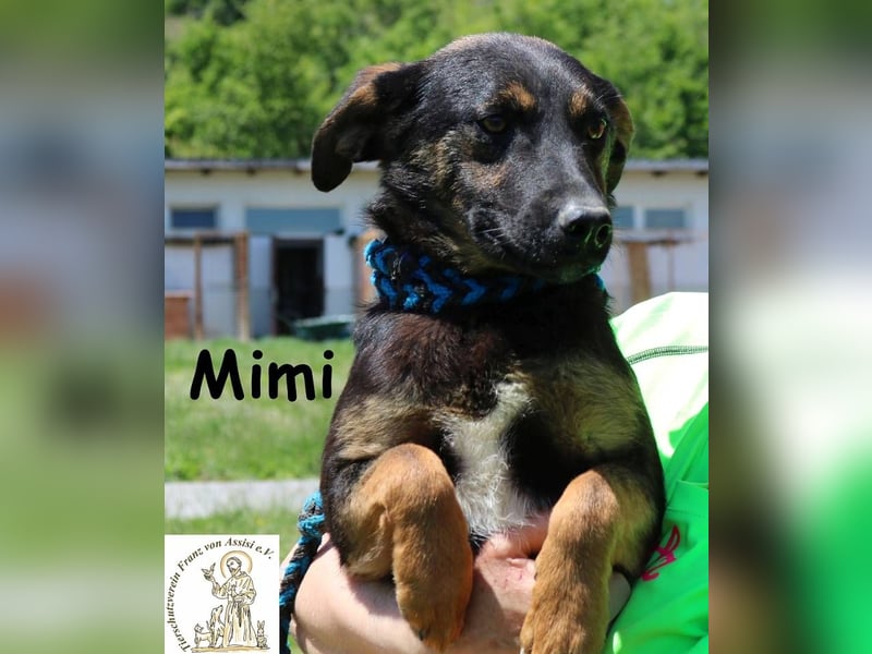 Mimi – Kleiner Wirbelwind auf vier Pfoten!