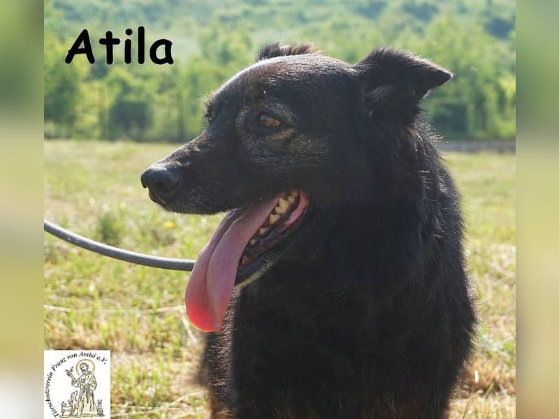 Atila – Eine entspannte und rüstige Rentnerin!
