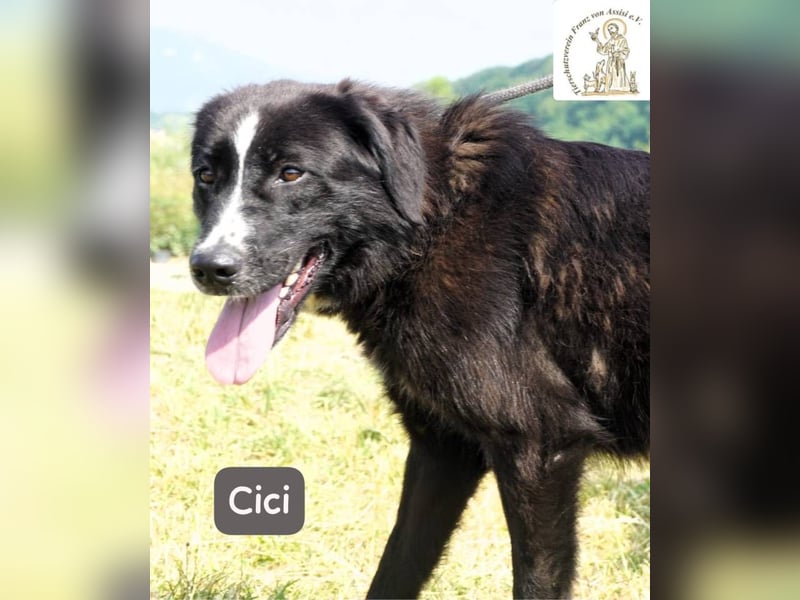Cici – Vier Pfoten, null Bremse – und dein Herz im Visier!