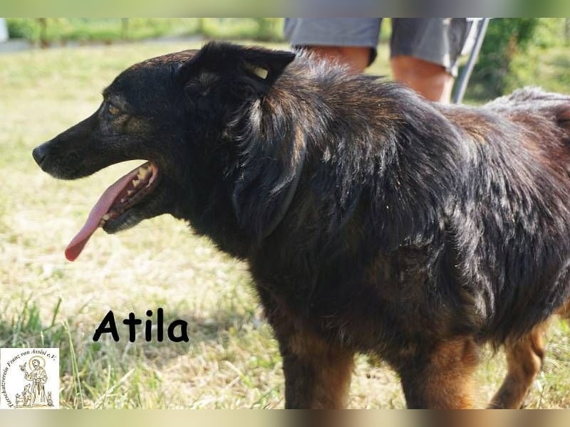 Atila – Eine entspannte und rüstige Rentnerin!