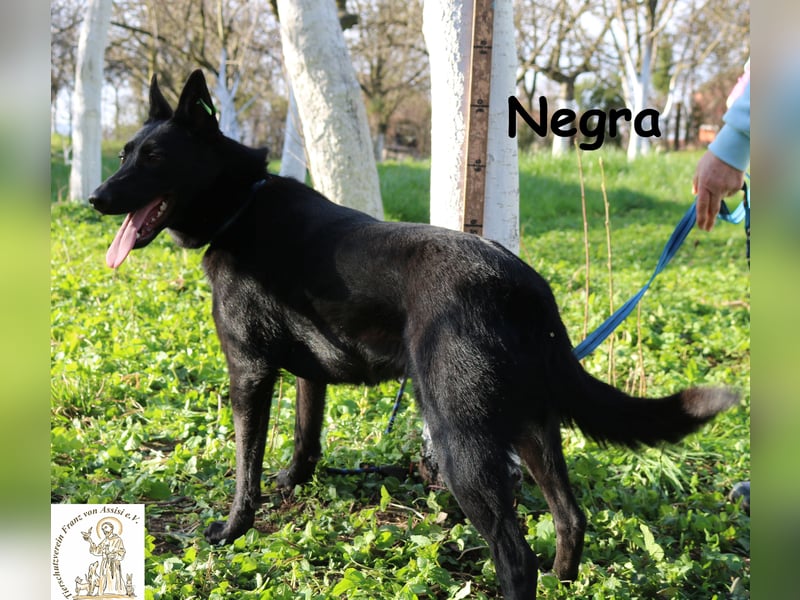 Negra – lernwillige, junge Schönheit