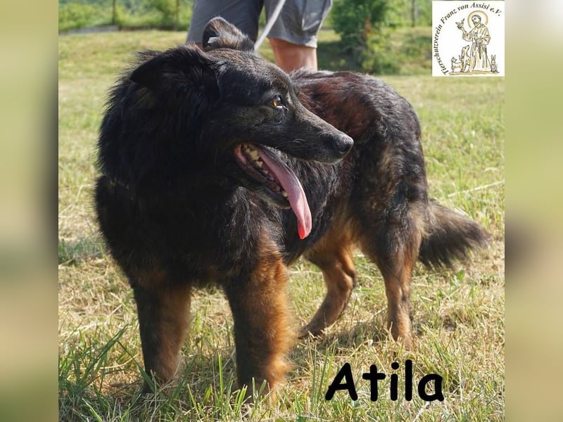 Atila – Eine entspannte und rüstige Rentnerin!