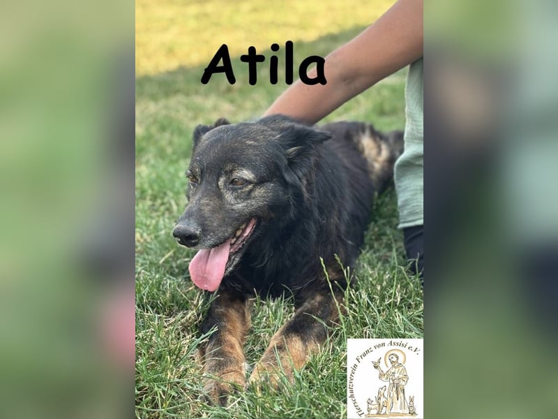 Atila – Eine entspannte und rüstige Rentnerin!