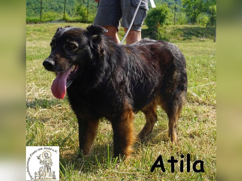 Atila – Eine entspannte und rüstige Rentnerin!
