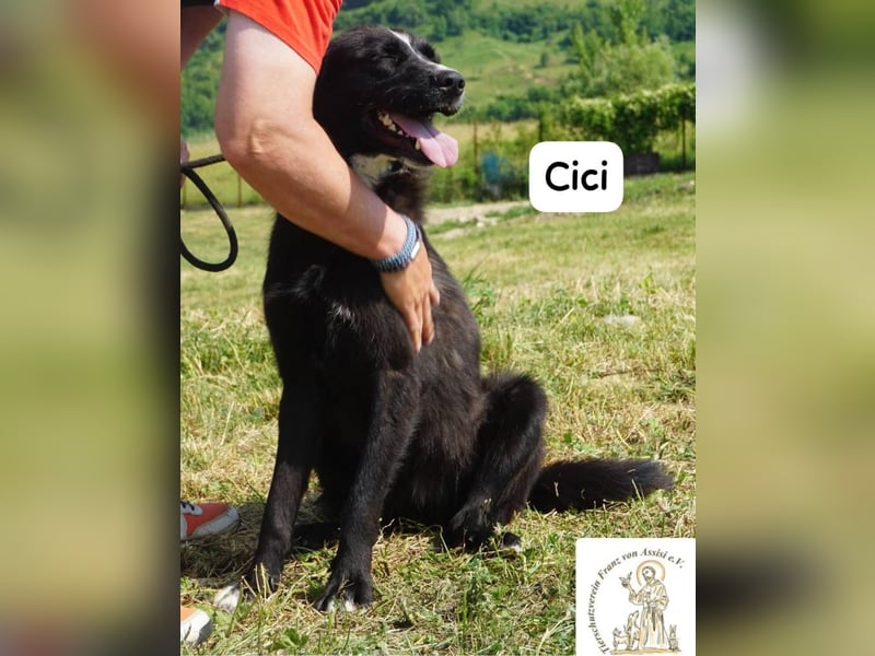 Cici – Vier Pfoten, null Bremse – und dein Herz im Visier!
