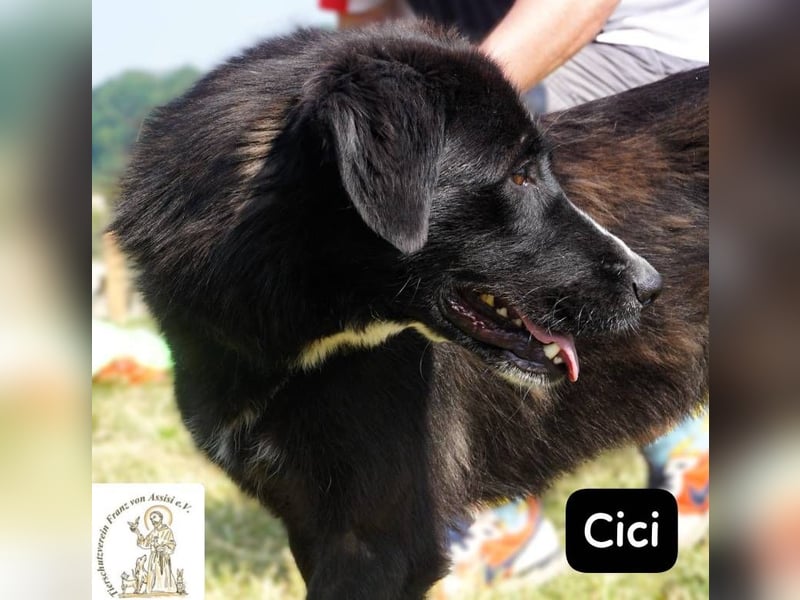 Cici – Vier Pfoten, null Bremse – und dein Herz im Visier!