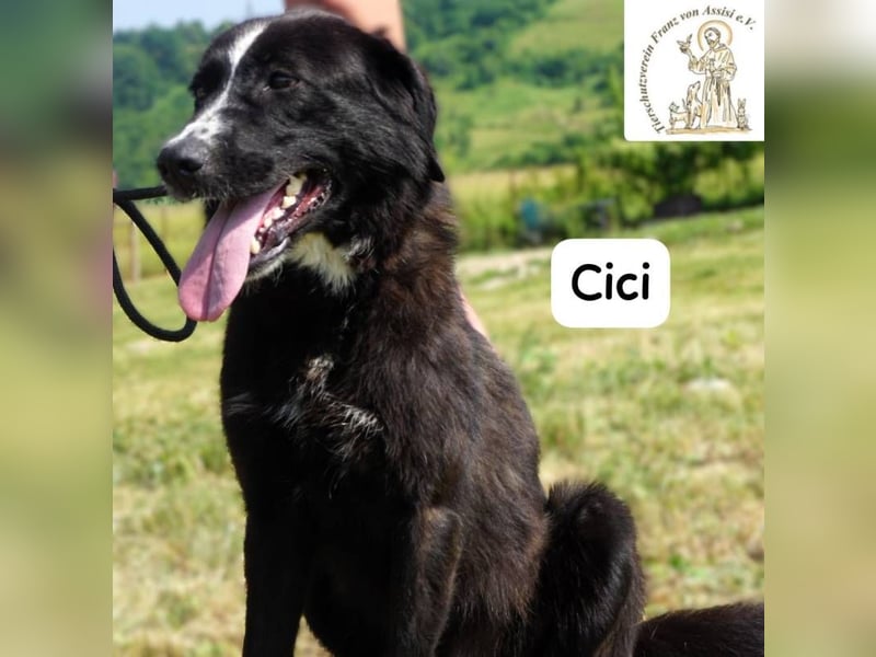 Cici – Vier Pfoten, null Bremse – und dein Herz im Visier!