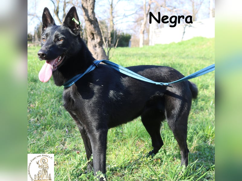 Negra – lernwillige, junge Schönheit
