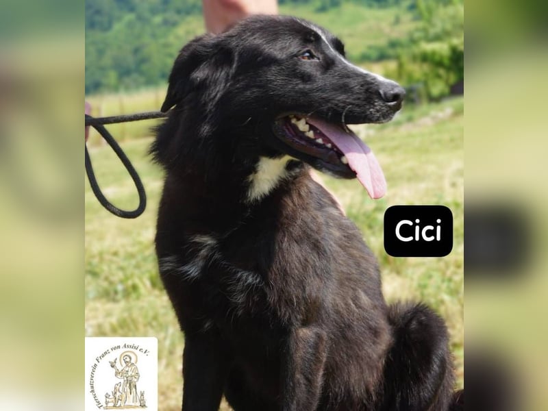 Cici – Vier Pfoten, null Bremse – und dein Herz im Visier!