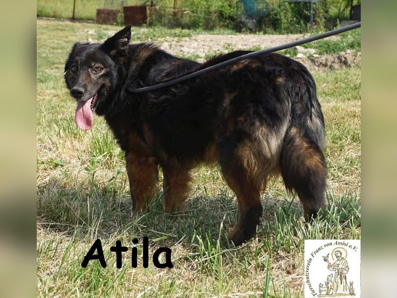 Atila – Eine entspannte und rüstige Rentnerin!