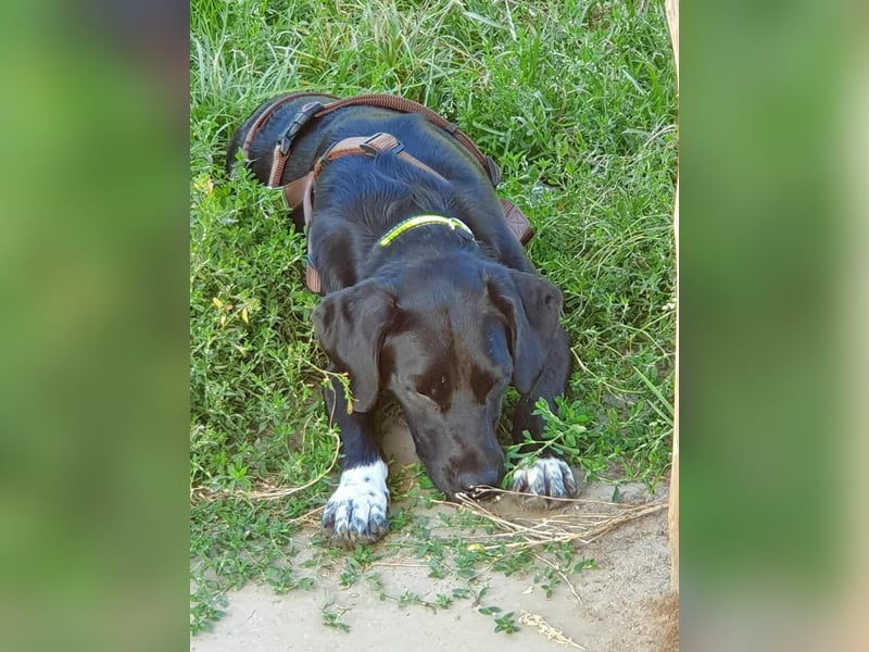 Liebevolles Zuhause für Nala gesucht