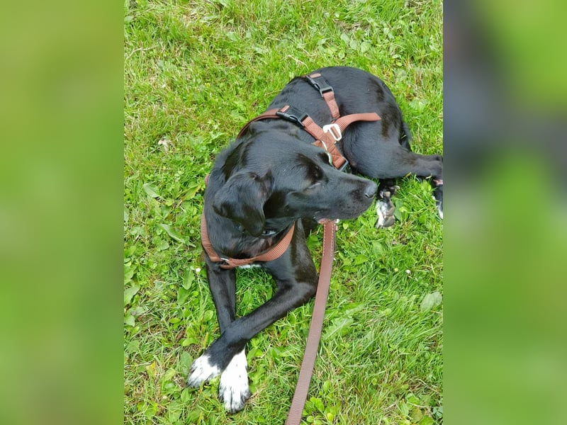 Liebevolles Zuhause für Nala gesucht