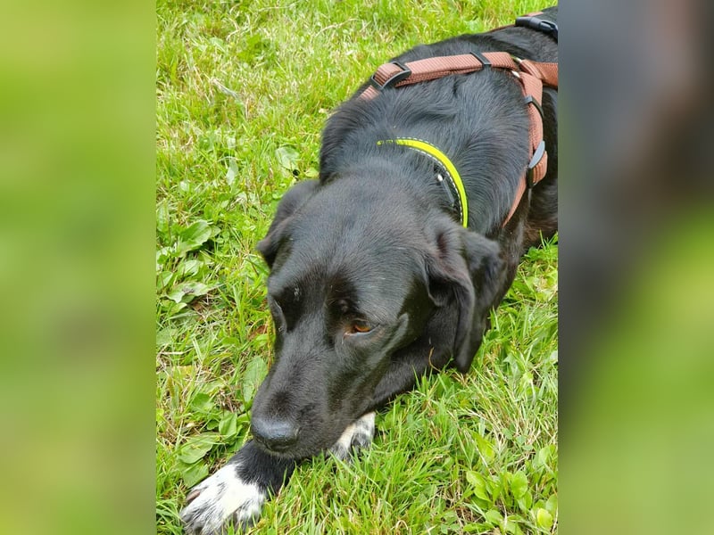 Liebevolles Zuhause für Nala gesucht