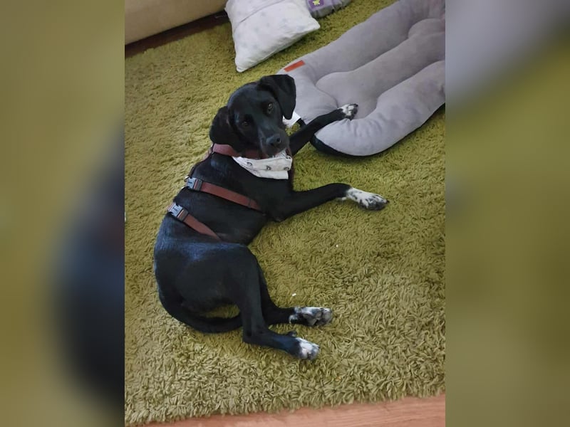 Liebevolles Zuhause für Nala gesucht