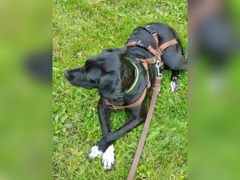 Liebevolles Zuhause für Nala gesucht