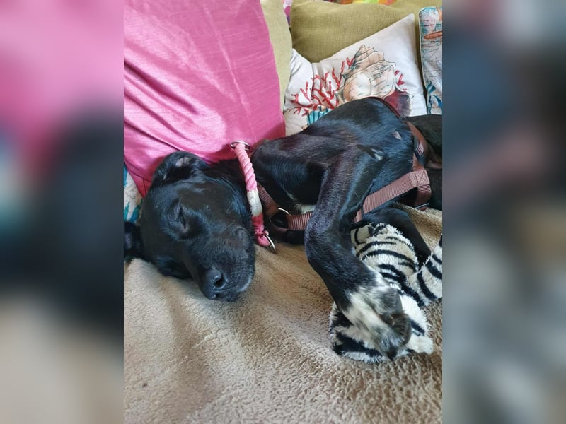 Liebevolles Zuhause für Nala gesucht