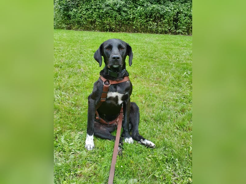 Liebevolles Zuhause für Nala gesucht